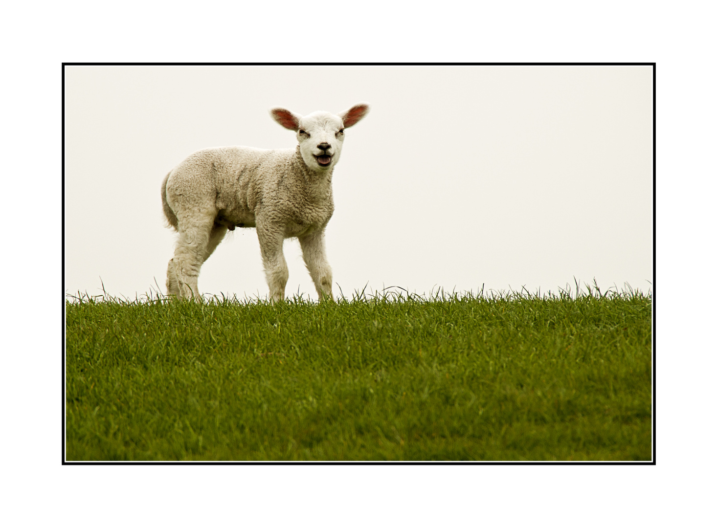 Lachendes Lamm