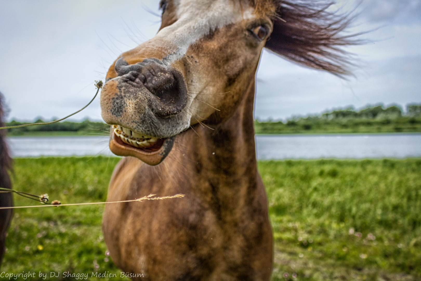 Lachendes Pferd 