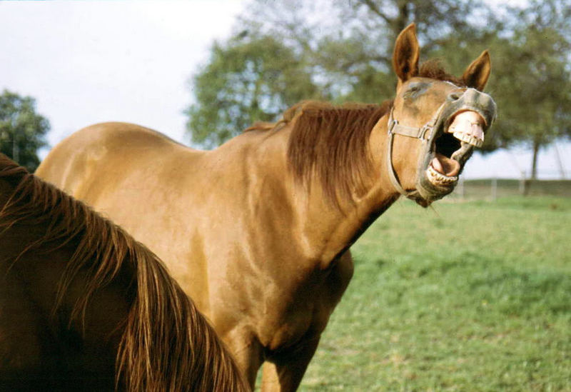 lachendes Pferd Foto & Bild | tiere, haustiere, pferde, esel, maultiere