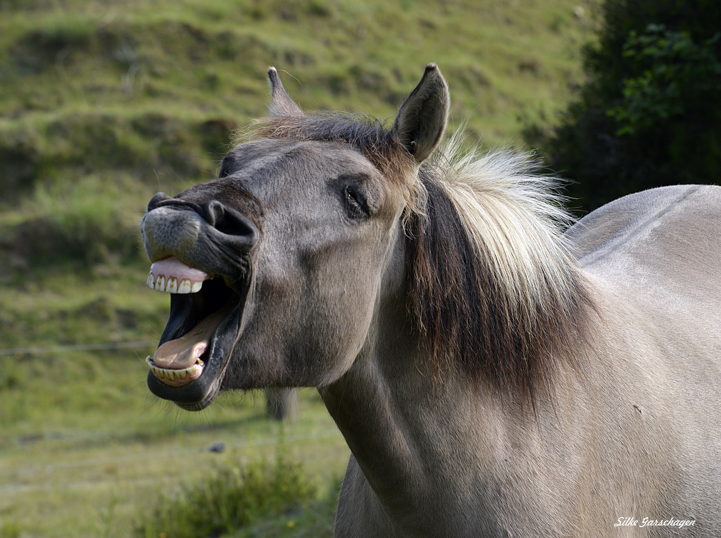 Lachendes Pferd Foto & Bild | tiere, koniks, fotos Bilder auf fotocommunity