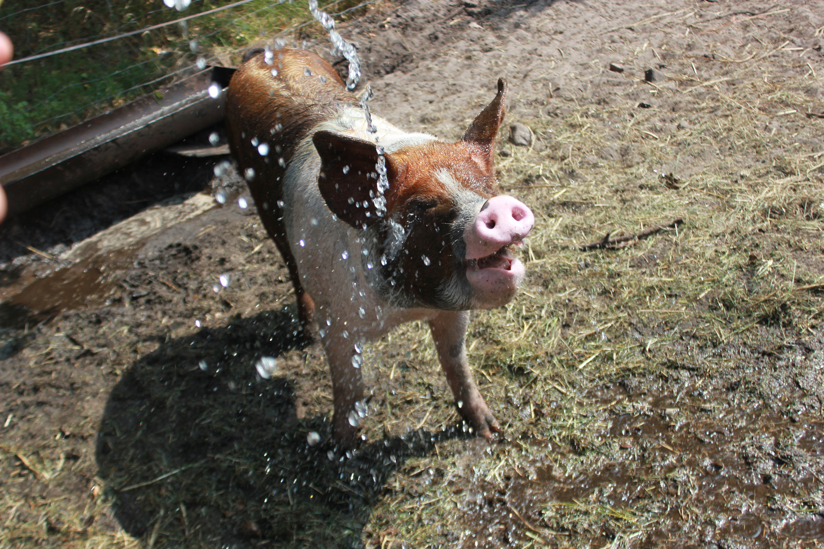 lachendes Schwein unter der Dusche