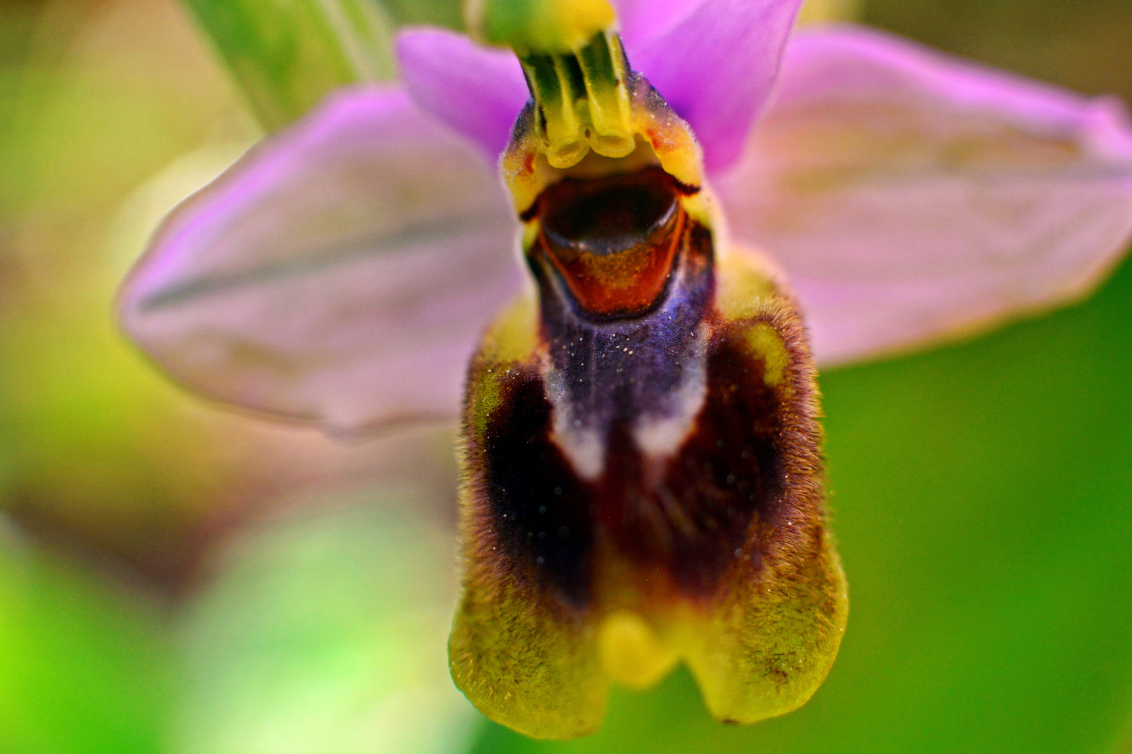 Lachendes Wildblümchen 