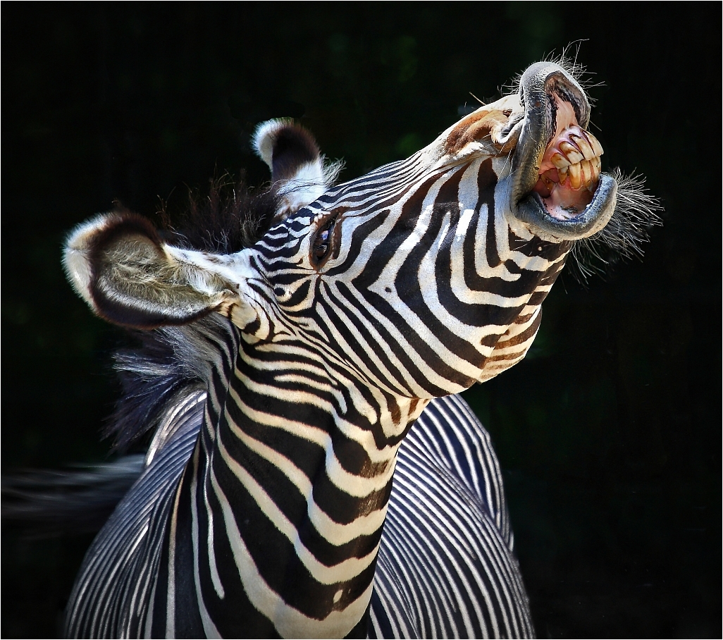 lachendes Zebra