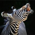 lachendes Zebra