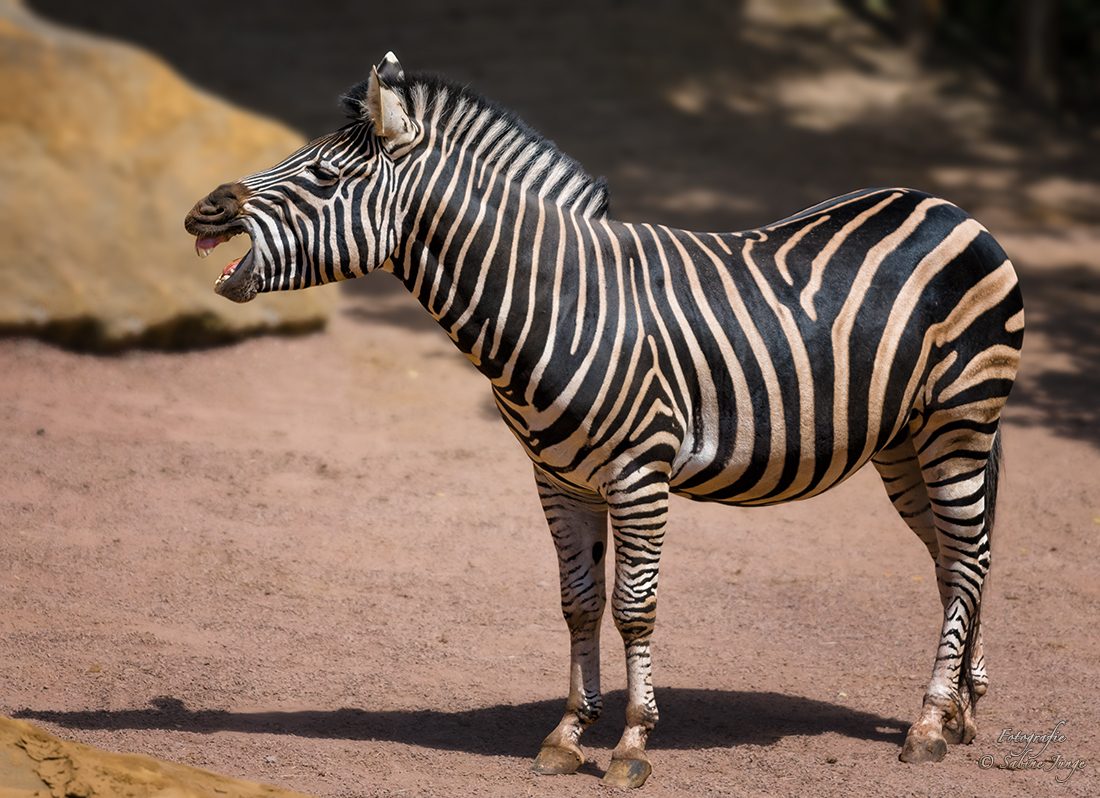 Lachendes Zebra