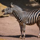 Lachendes Zebra