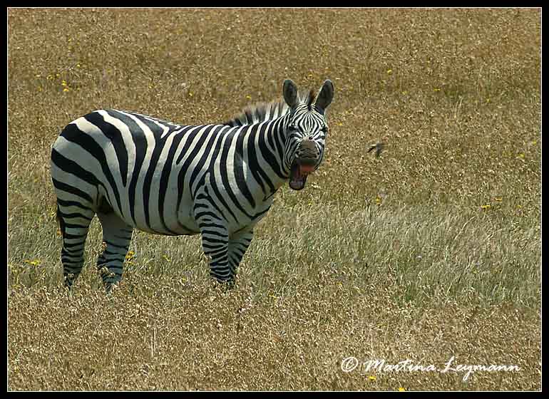 "lachendes" Zebra