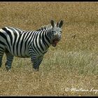 "lachendes" Zebra