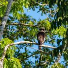 Lachfalke - Costa Rica