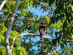 Lachfalke - Costa Rica