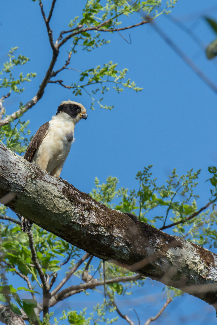 Lachfalke (Herpetotheres cachinnans), in der Nähe von La Cruz, Costa Rica