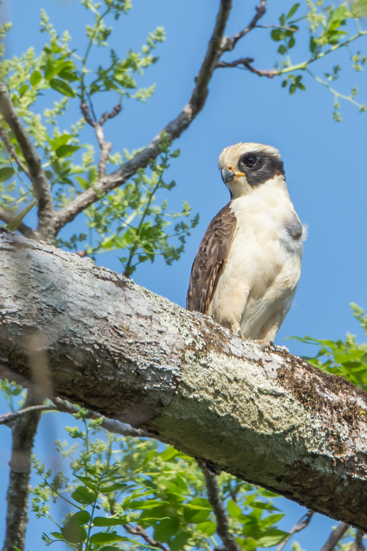 Lachfalke (Herpetotheres cachinnans) in der Nähe von La Cruz, Costa Rica