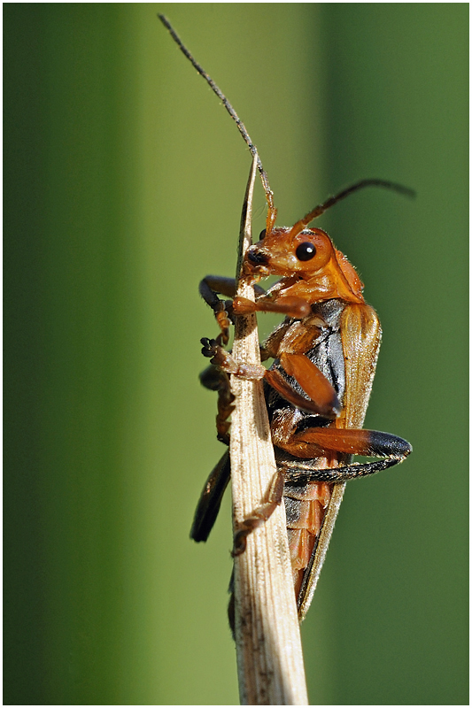 Lachkäfer (Lacheli humorescus) :-))