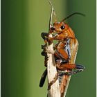 Lachkäfer (Lacheli humorescus) :-))