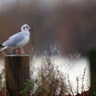 Lachmöve am Rhein