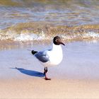 Lachmöve an der Ostsee