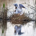 lachmöve (chroicocephalus ridibundus) ....