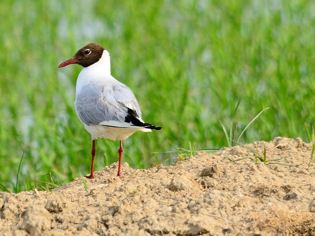 Lachmöve, (Chroicocephalus ridibundus), black-headed gull, gaviota reidora