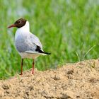 Lachmöve, (Chroicocephalus ridibundus), black-headed gull, gaviota reidora