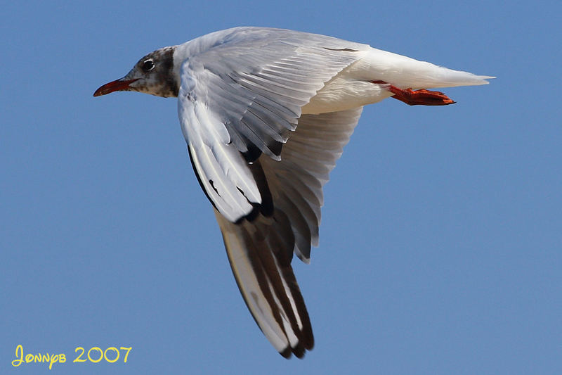 Lachmöve im Flug