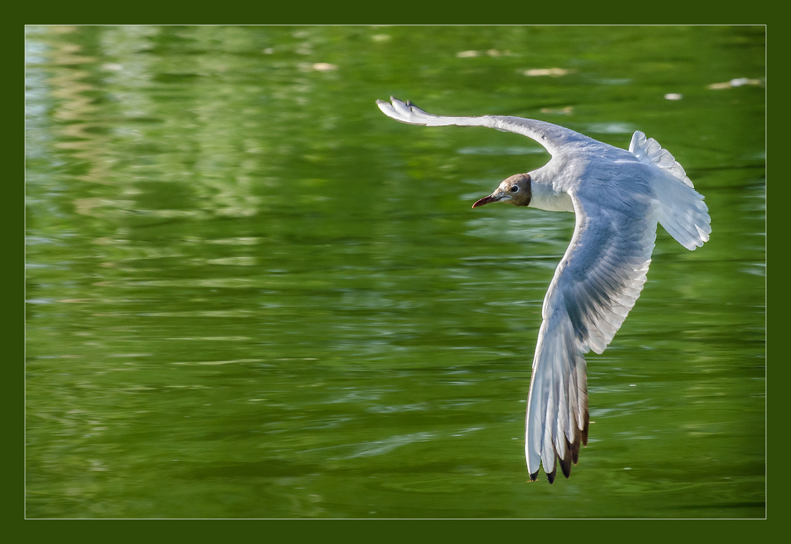 Lachmöve im Flug