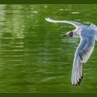 Lachmöve im Flug