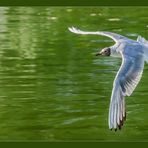 Lachmöve im Flug