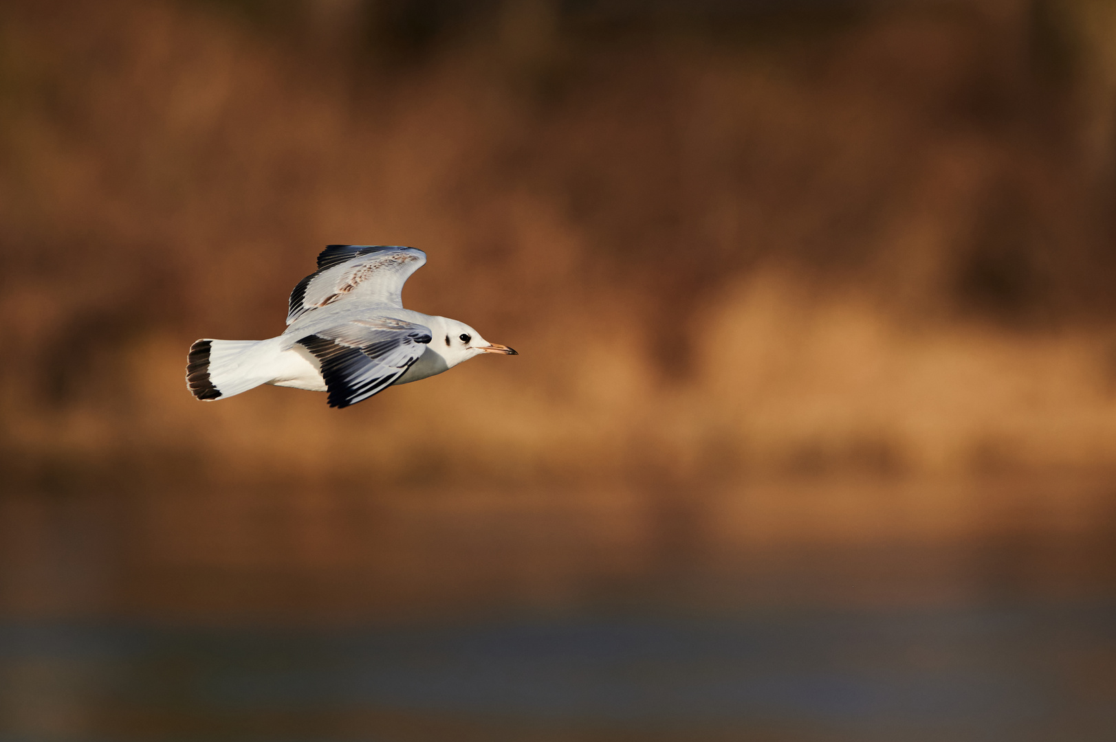 Lachmöve im Flug über die Donau bei Sonnenuntergang