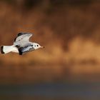 Lachmöve im Flug über die Donau bei Sonnenuntergang