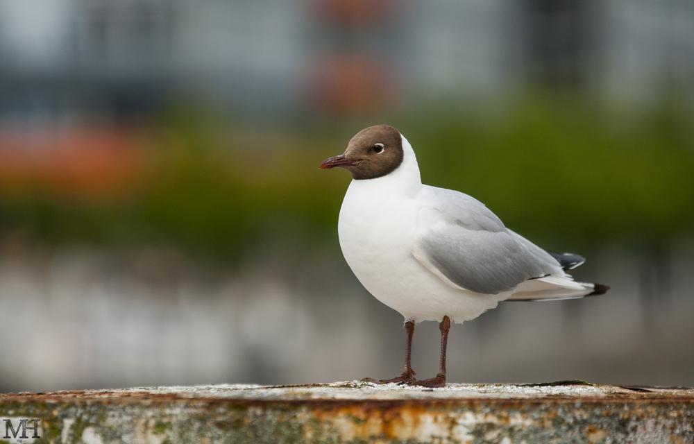 Lachmöve im Kieler Hafen