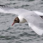 Lachmöve über der Ostsee