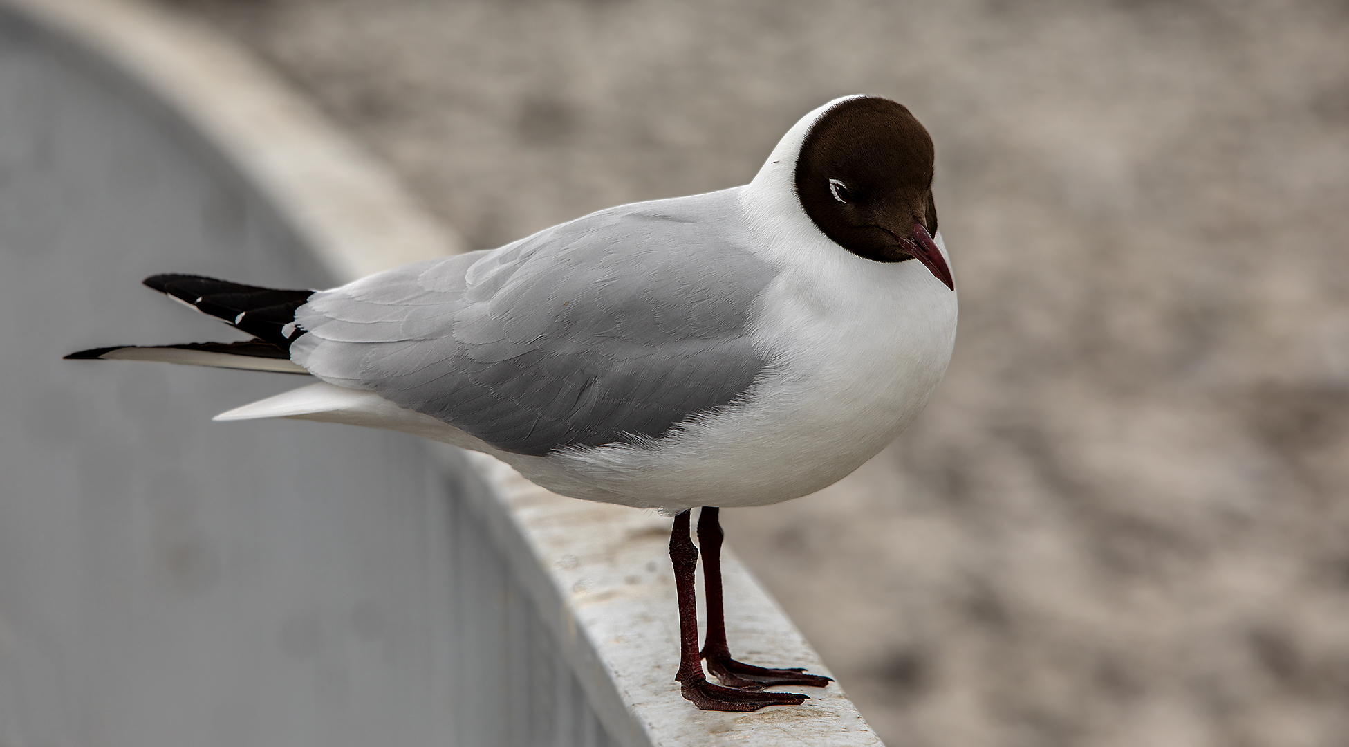 Lachmöwe 001