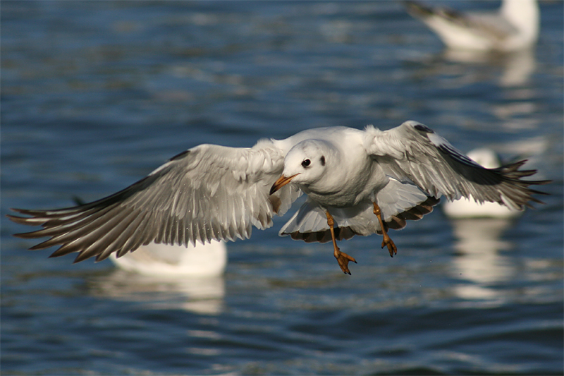 Lachmöwe