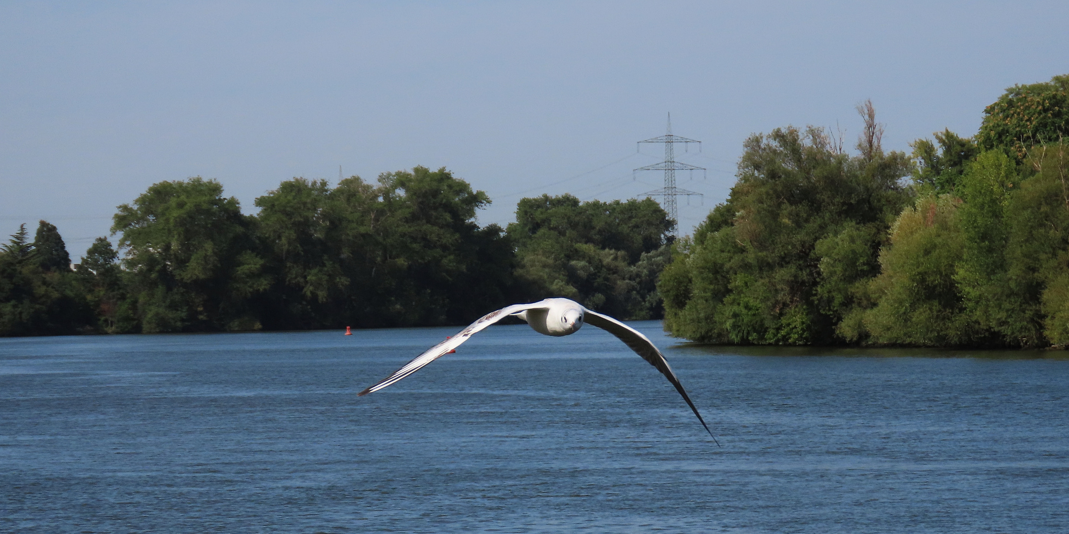 Lachmöwe 1 (30.08.222)