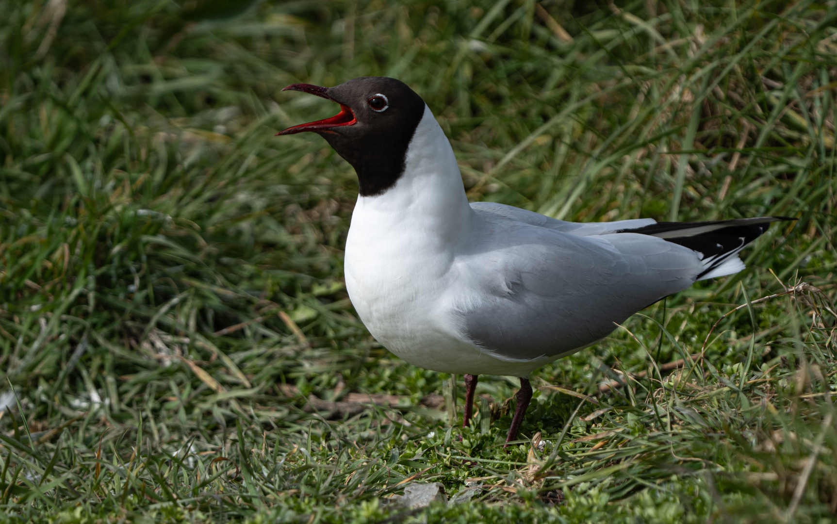 Lachmöwe