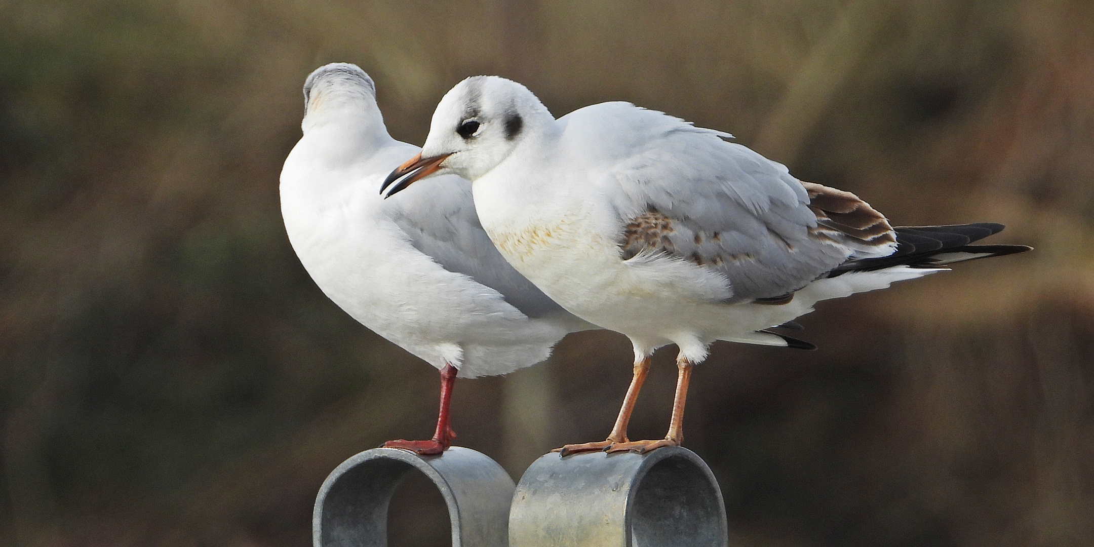 Lachmöwe (15.02.2024)