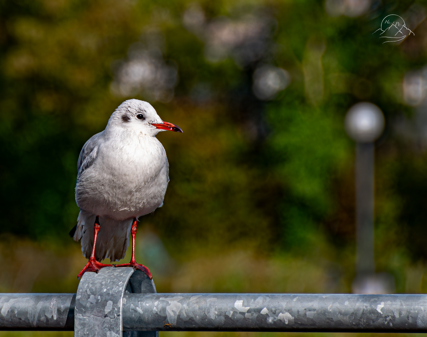 Lachmöwe