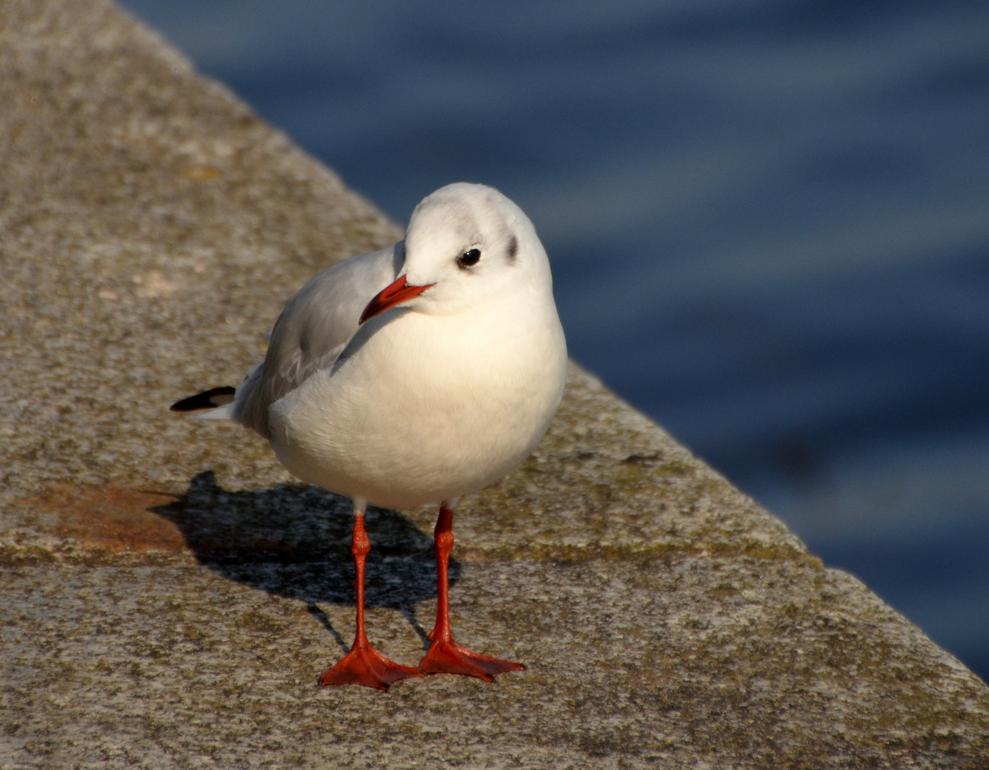 Lachmöwe