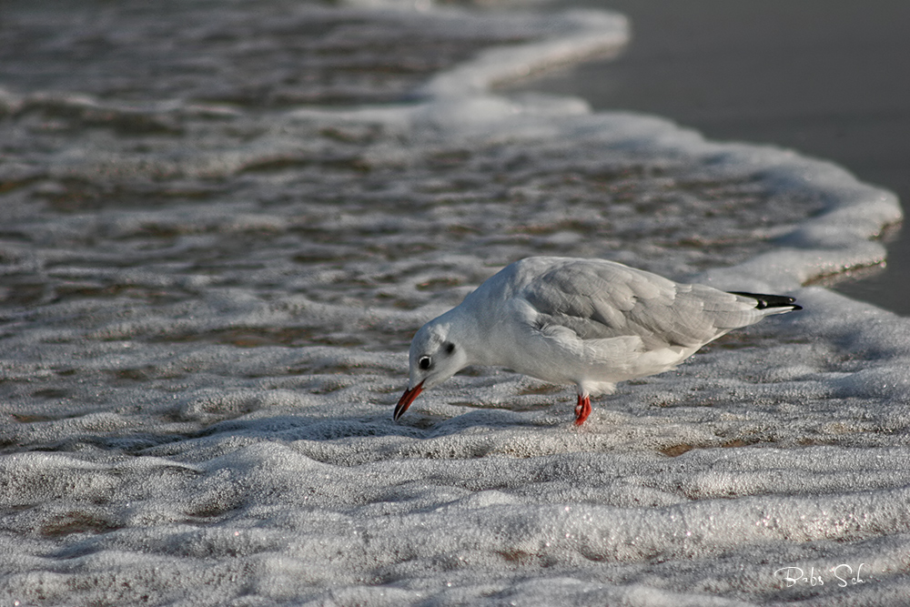 Lachmöwe