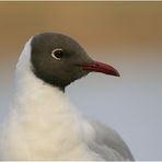 Möwen, Sturmvögel & Albatrosse