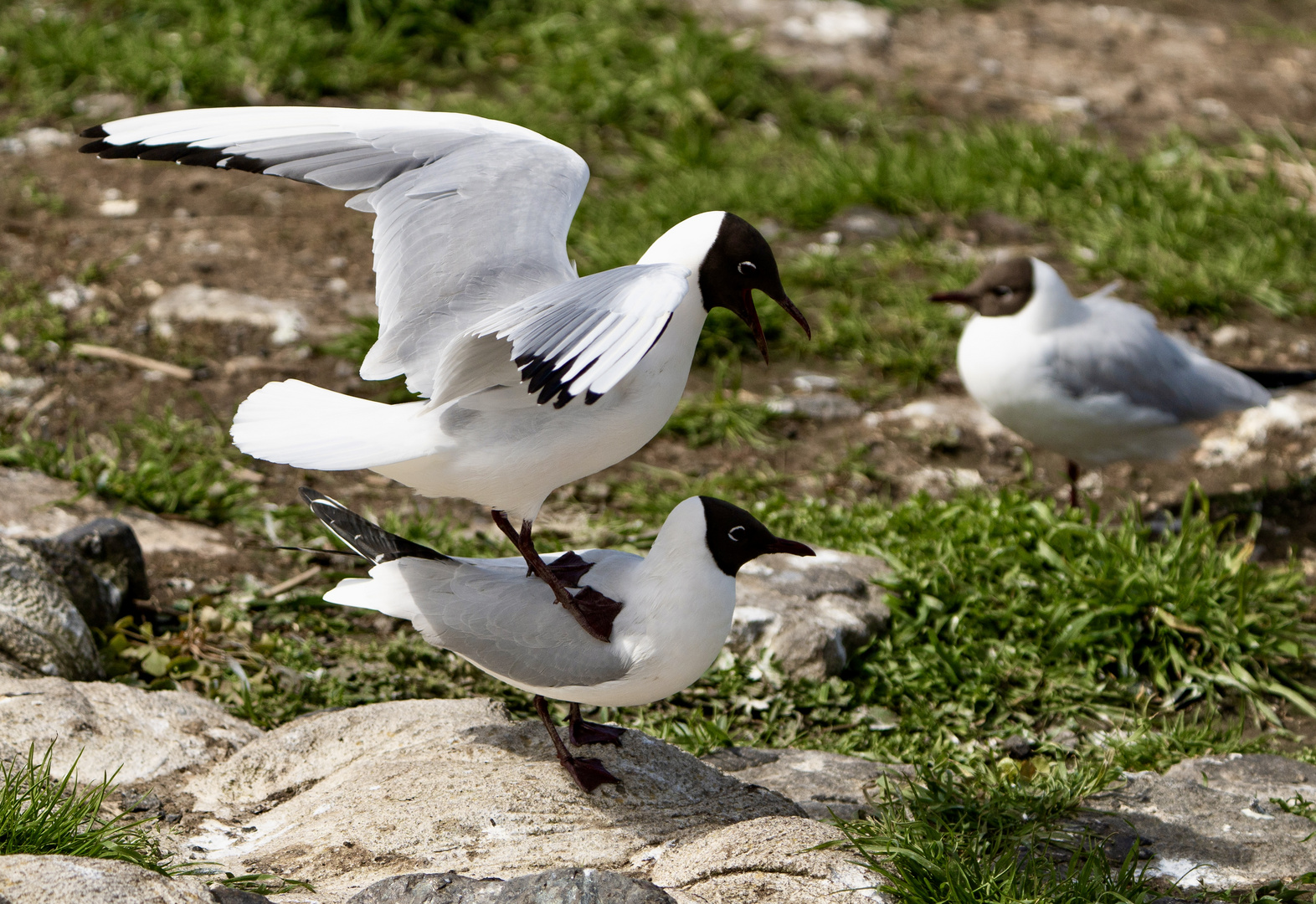 Lachmöwe