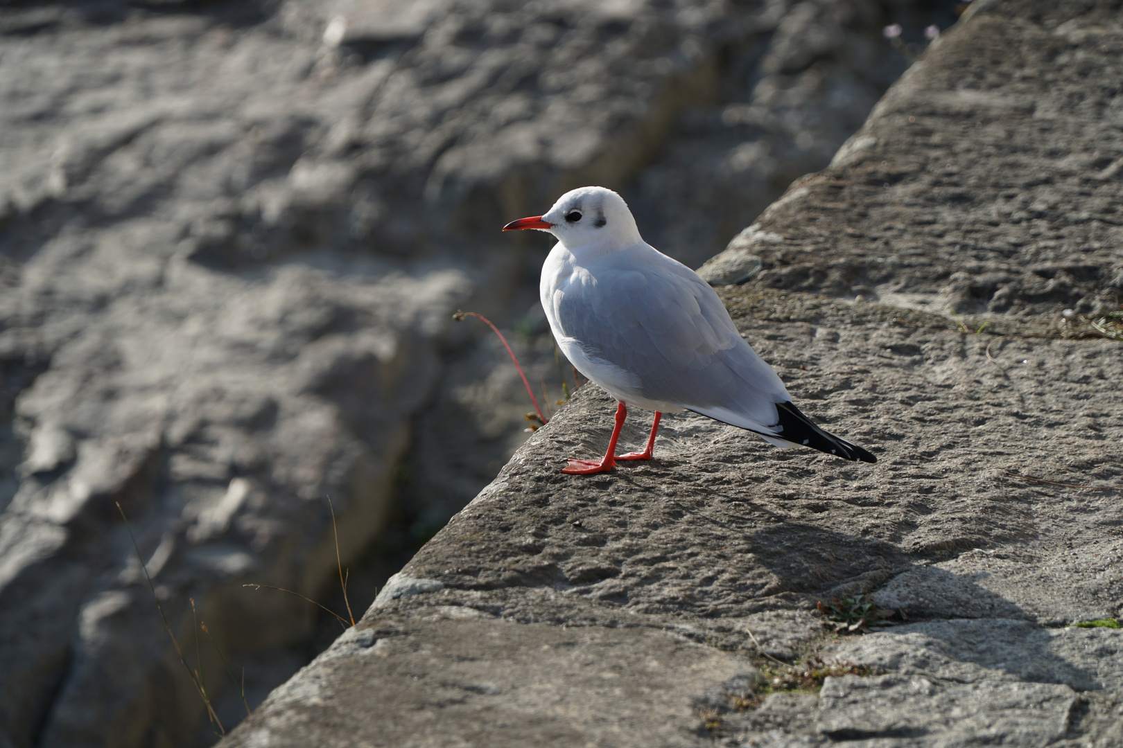 Lachmöwe Foto & Bild tiere, natur Bilder auf