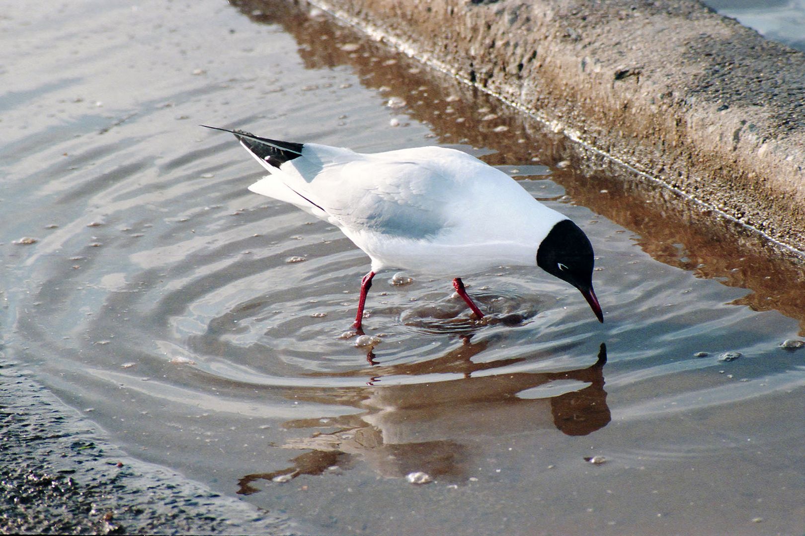 Lachmöwe