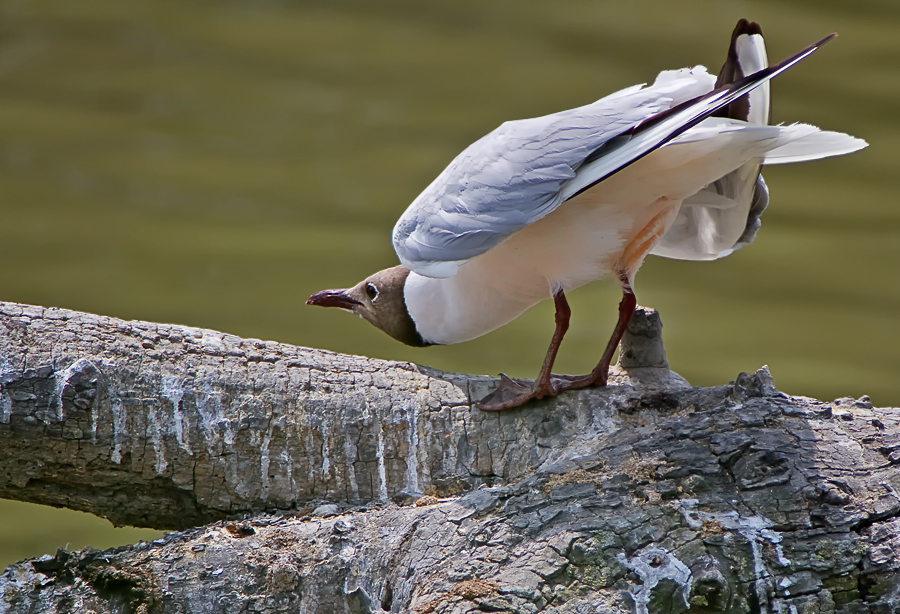 Lachmöwe