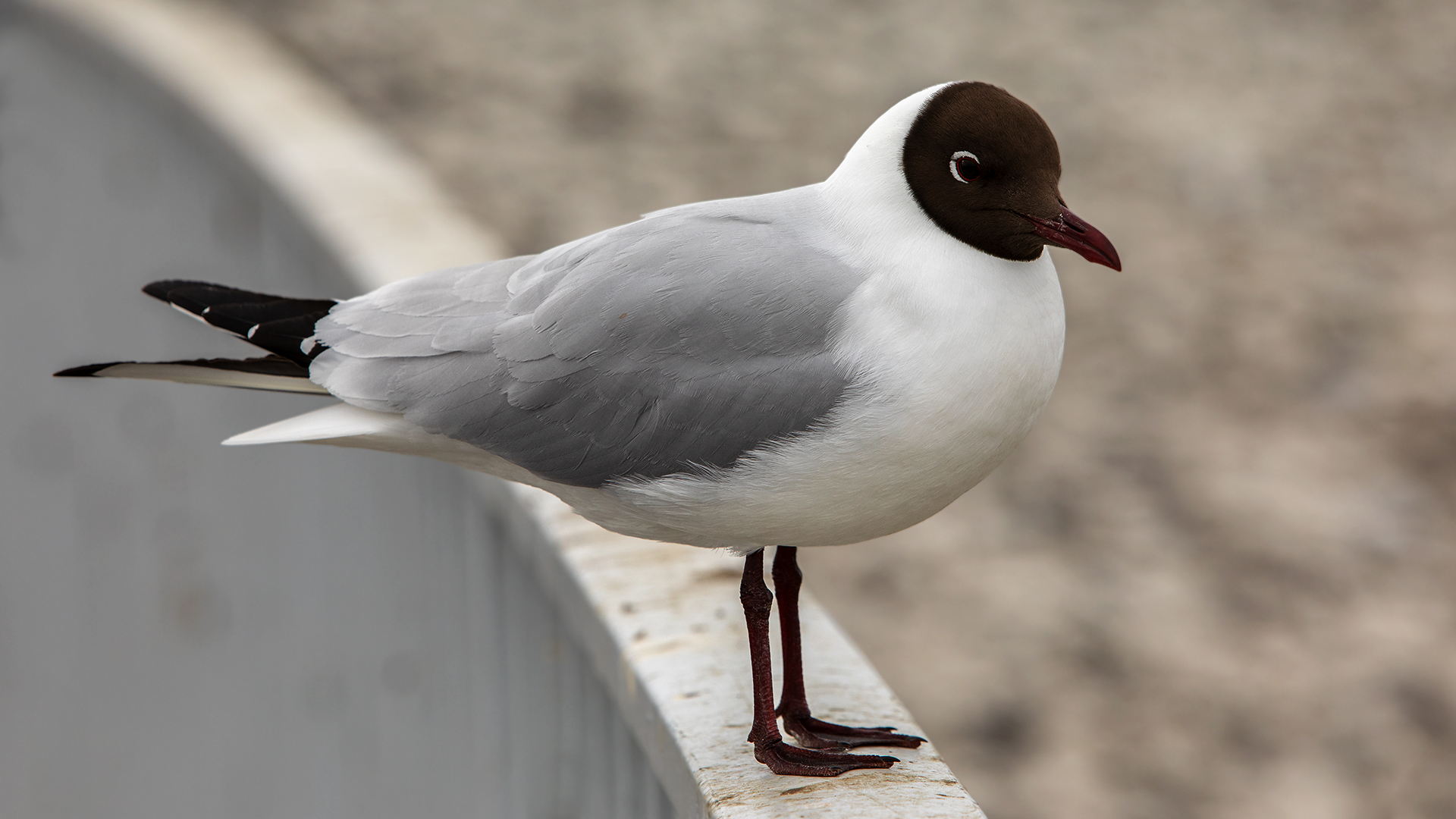 Lachmöwe 