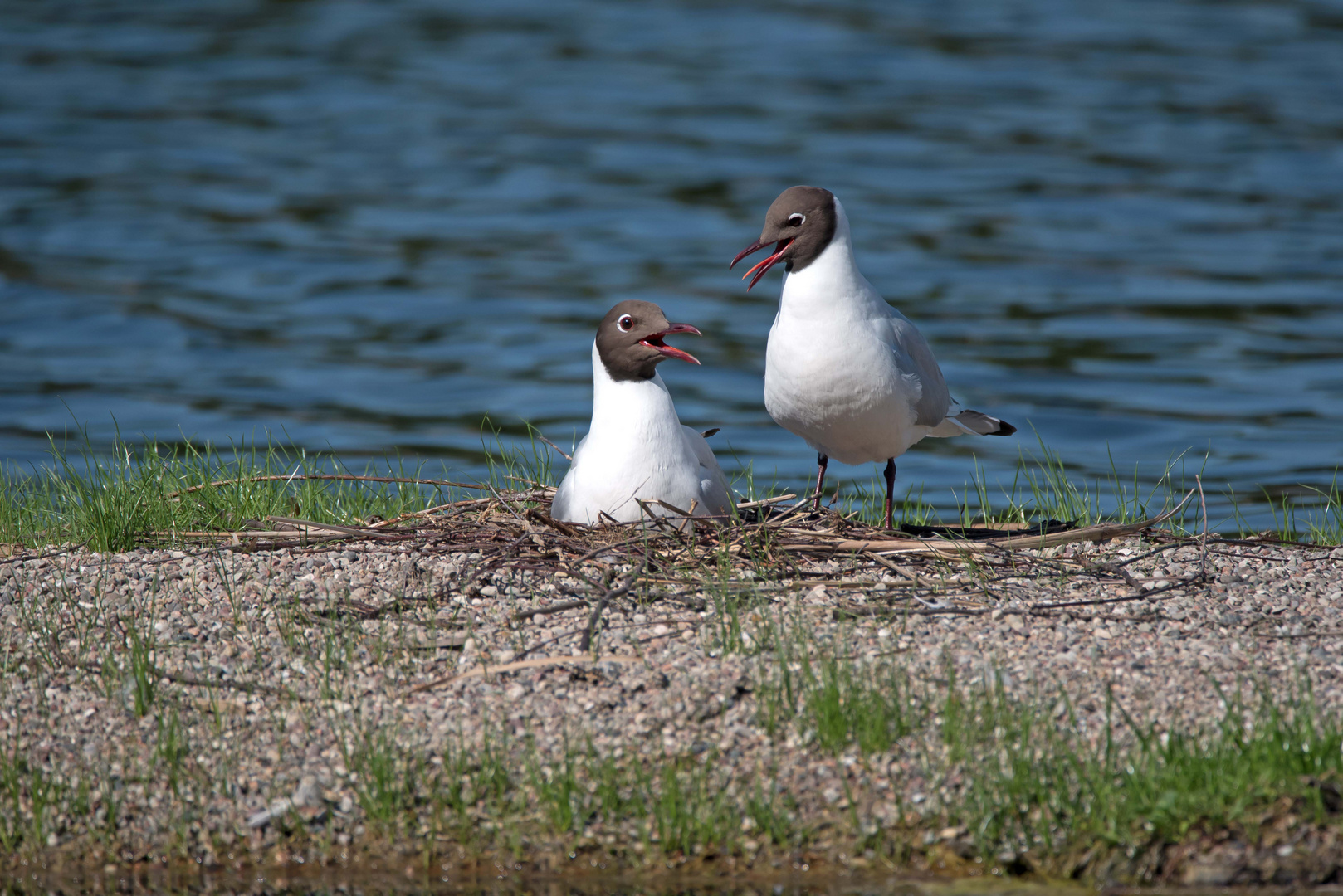 Lachmöwe