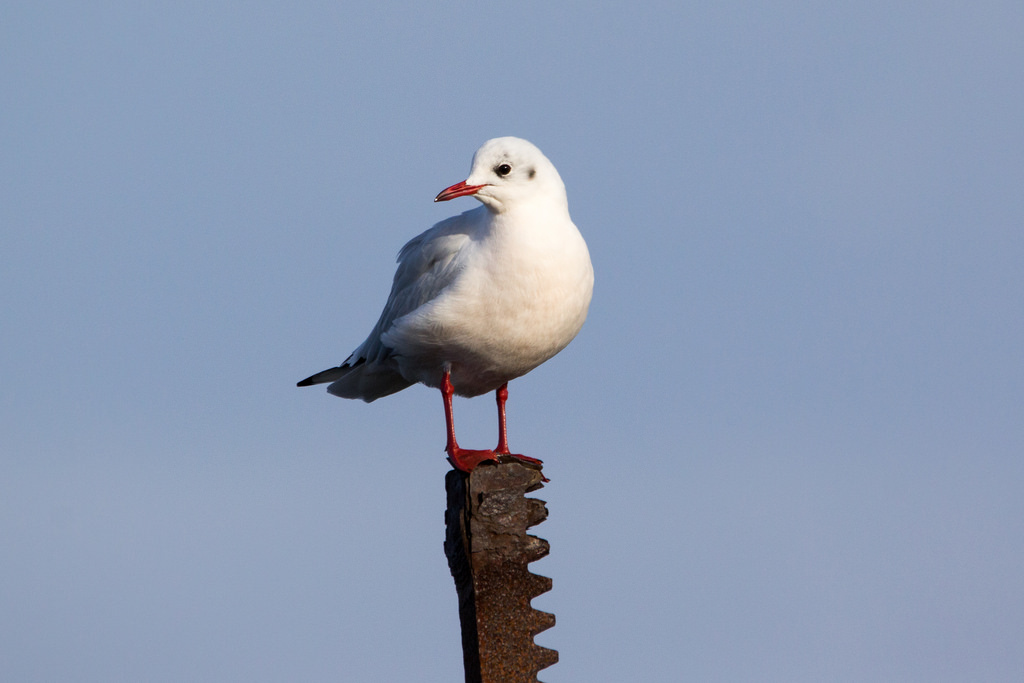 Lachmöwe