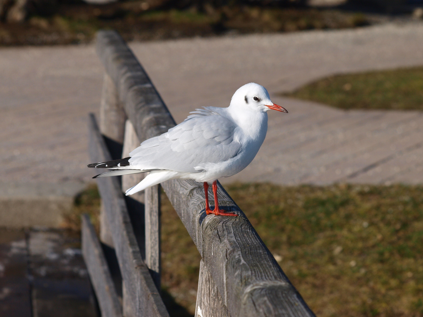 Lachmöwe