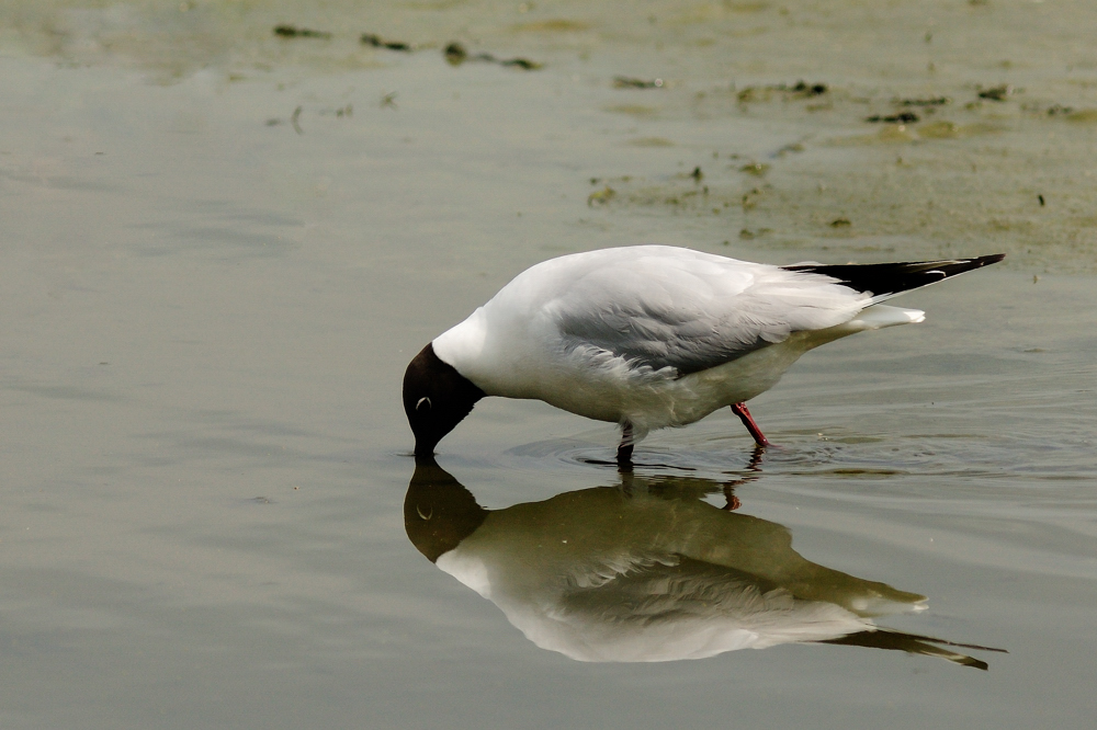 Lachmöwe