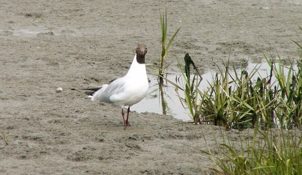 Lachmöwe